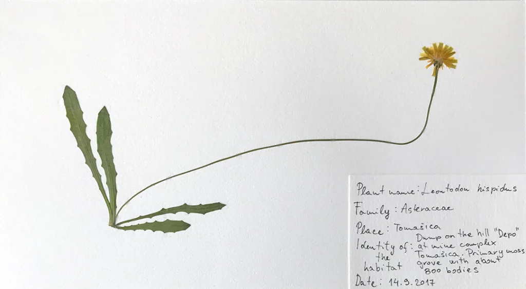 Ismar Čirkinagić, Herbarium, 2017, framed herbariums, plants collected from mass grave locations in Bosnia and Herzegovina