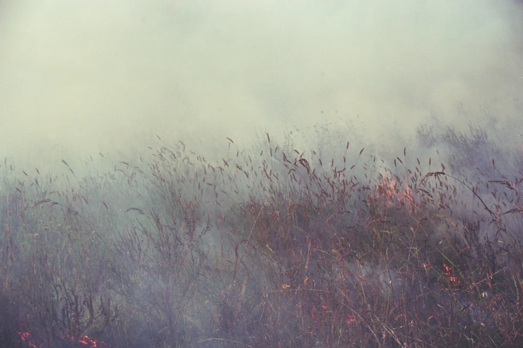 Mila Panić, Burned Field, 2017, video and photo series, burning of a field in real time