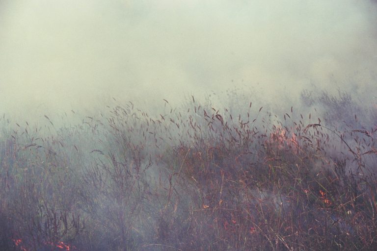 Mila Panic,"Burned Field", 2017