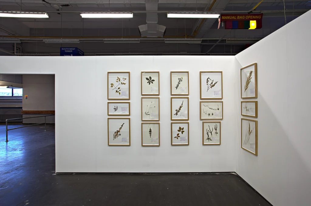 Ismar Čirkinagić, Herbariums, installation detail, Liverpool Biennial 2012