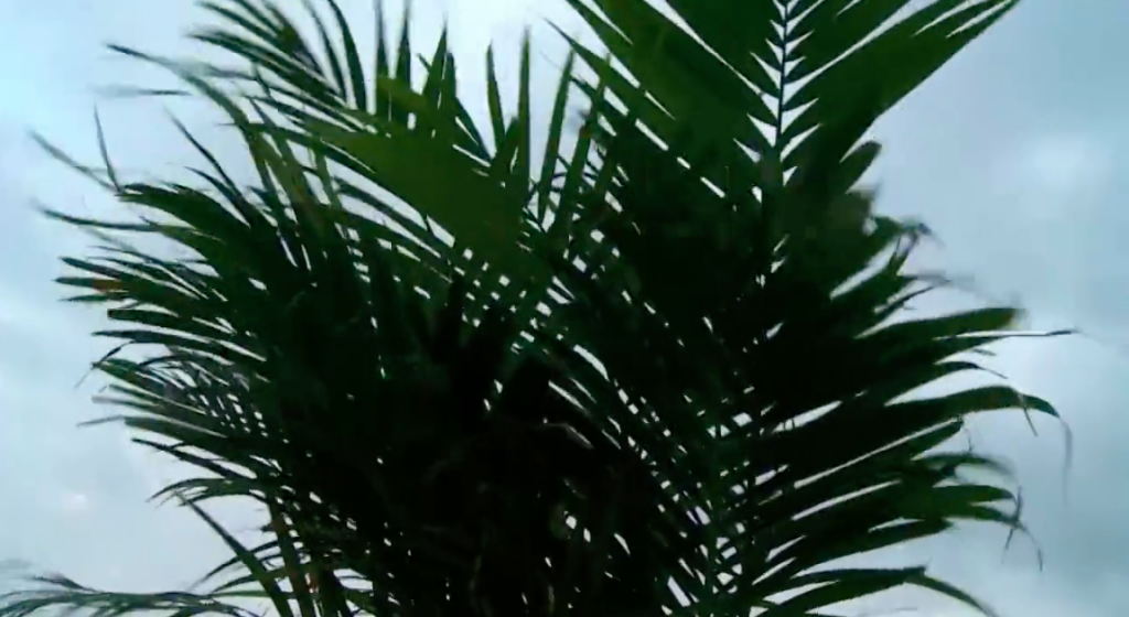 Nenad Milčević, Replanting the Roots, 2016, video still, palm tree planted on a beach in Denmark
